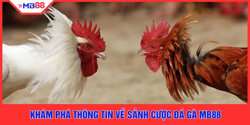 Khám phá thông tin về sảnh cược đá gà MB88